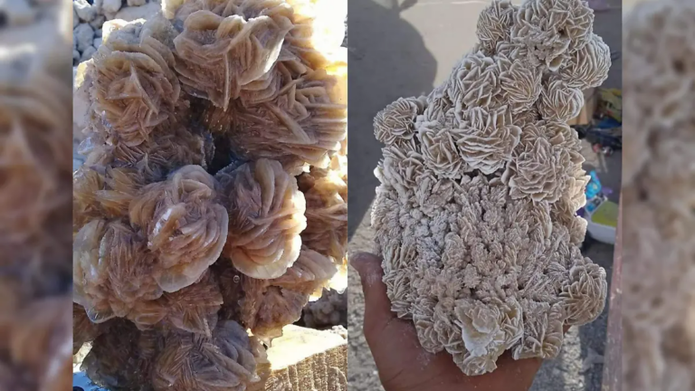 La “rosa del desierto” en México y única en el mundo