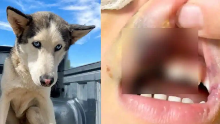 ¡Aseguran que él no la detuvo! Padres de menor mordido por la husky narran el ataque; se oponen a que sea sacrificada