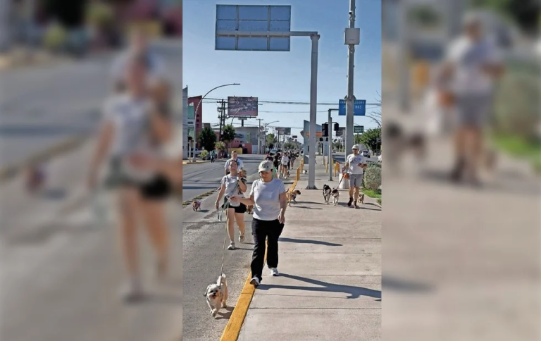 Perritos se adueñan de las calles durante caminata