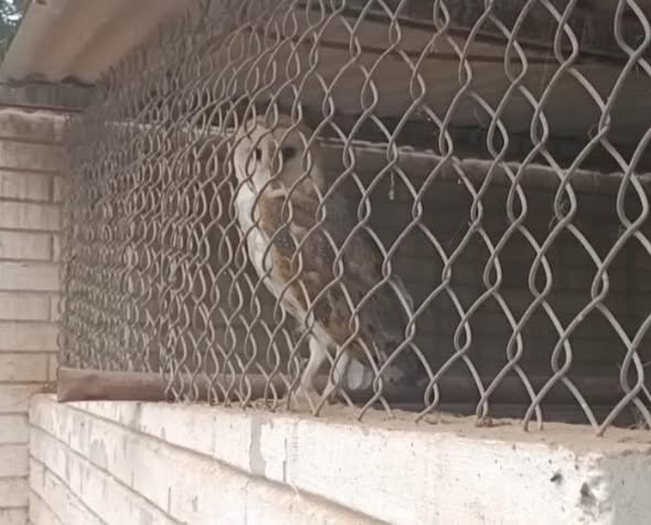 Bomberos de Cuauhtémoc y Escuela Canina Lycans trabajan en rescate y rehabilitación de aves lesionadas.